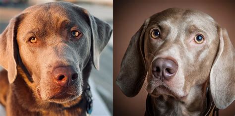 Silver Lab vs Weimaraner: Which is a Better Family Dog? - K9 Web