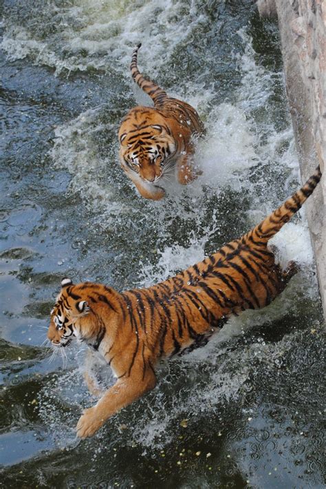 Siberian Tiger Jumping on Tiger in Water - a photo on Flickriver