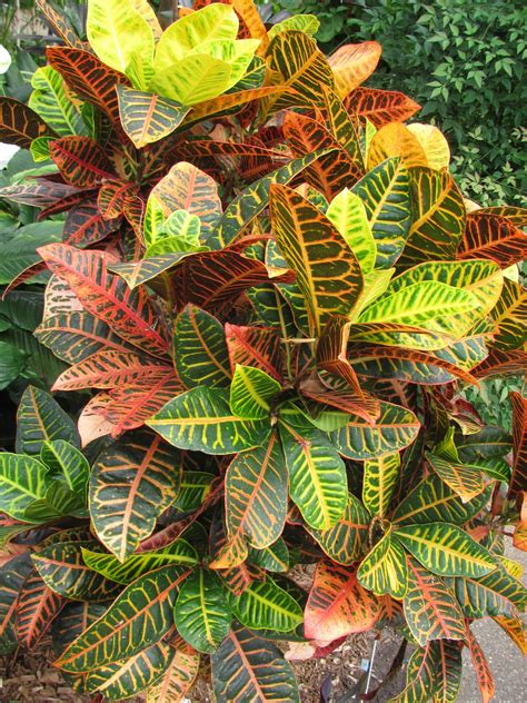 crotons | Gardening | Pinterest