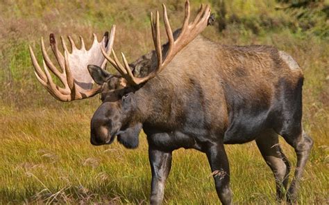 Alaskan Moose Facts, Distribution, Habitat, Size, Pictures