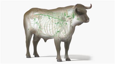 Bull Body, Skeleton and Lymphatic System Static model - TurboSquid 1724132