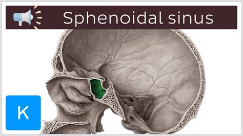 Sphenoidal Sinus Encyclopedia Learn Anatomy 3D Models, , 49% OFF