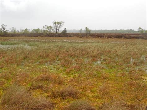 How bogs form – Clara Bog Nature Reserve