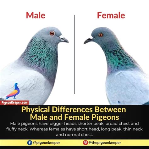 12 Ways to Know If Your Pigeon is a Male or a Female