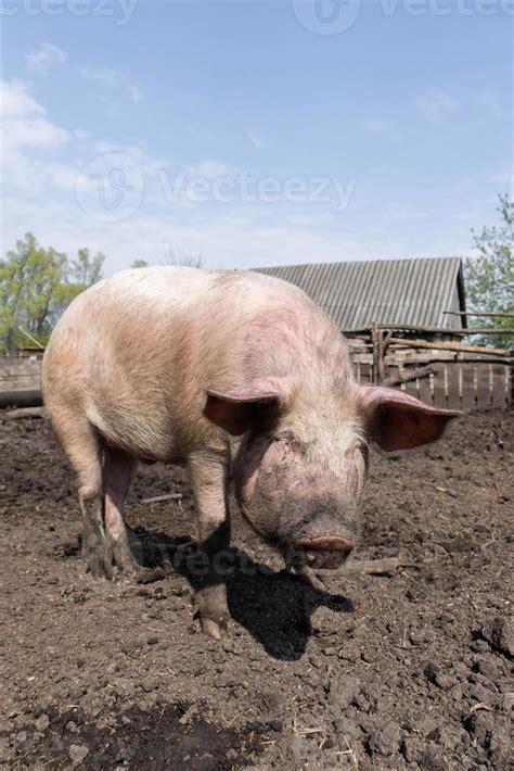 Pig farming raising and breeding of domestic pigs. 13411198 Stock Photo ...