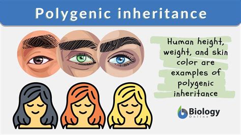 Polygenic Traits Biology