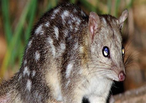 Massive Land Purchase for the Endangered Northern Quoll – Rainforest Trust