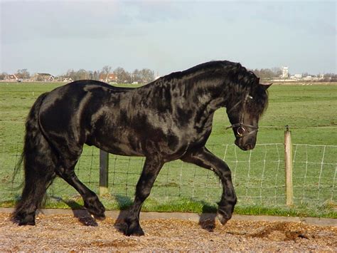 Caballos: Percherón