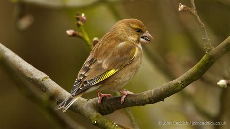 European Greenfinch adult female winter - John Caddick | John Caddick