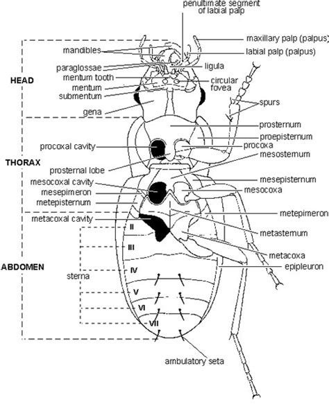 New Zealand Carabidae genera: Identification guide | NZ Carabidae ...