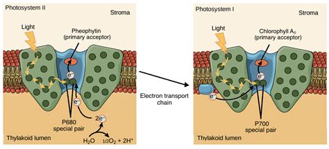 Photosystem 1 And 2 Diagram - Wiring Diagram