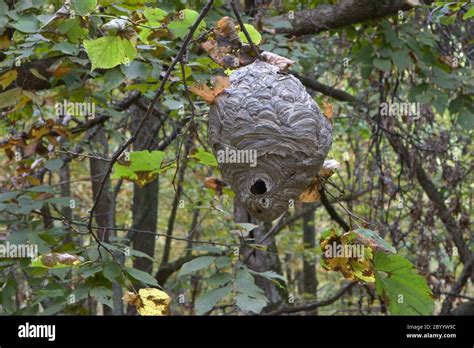 Paper Wasp Nest Stock Photo - Alamy