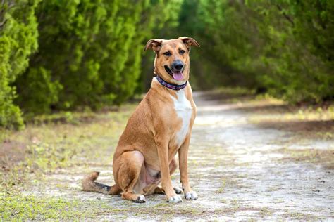 Rhodesian Ridgeback German Shepherd Mix Traits