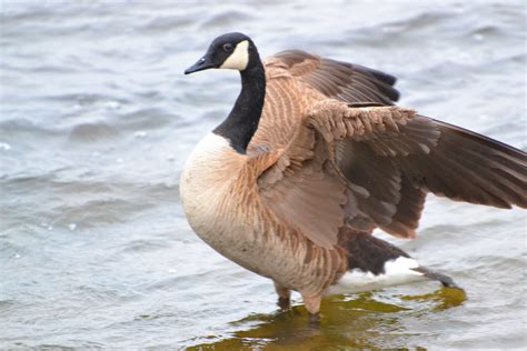 Canada Goose ruffling some feathers | Ottawa river, Canadian wildlife, Canada goose