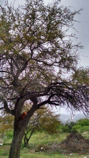 Arbol de huizache Tree Trunk, Plants, Native Plants, Scenery, Places ...