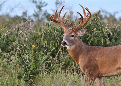 South Texas Whitetail Deer Hunting Packages and Trophy Buck Pricelist