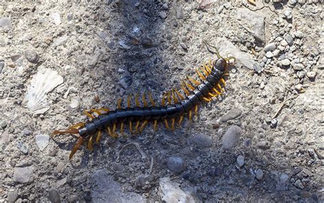 Millipede vs Centipede - Which Is More Dangerous? | Northwest Exterminating