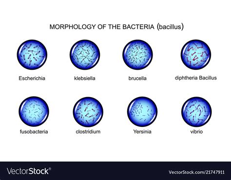 Morphology rod-shaped bacteria Royalty Free Vector Image