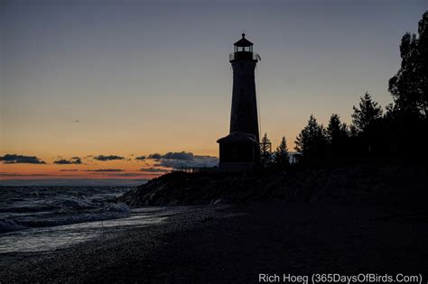 Home from Crisp Point Lighthouse | 365 Days of Birds