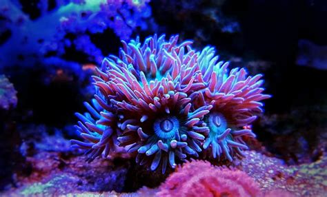 Duncan Coral (Duncanopsammia axifuga): Ultimate Care Guide - Fish ...