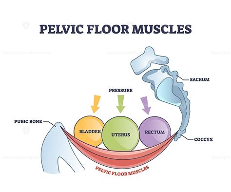 Pelvic floor muscles anatomy with hip muscular body parts outline diagram - VectorMine