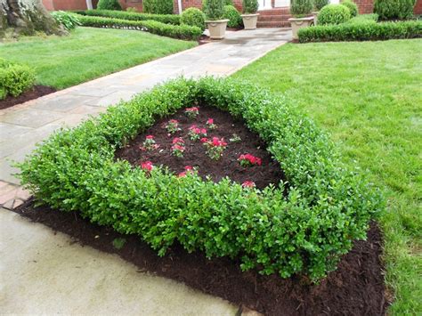 Dwarf boxwood. | Garden - plants in my yard | Pinterest