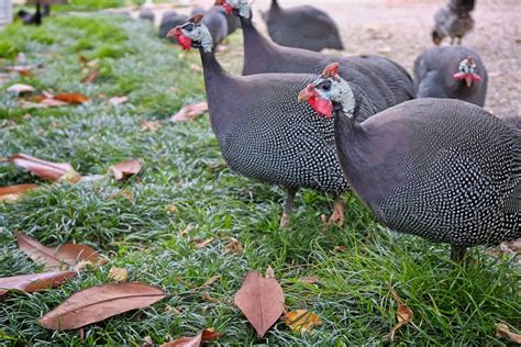 Guinea Fowl: Everything You Need to Know About These Unique Birds - Heritage Acres Market LLC