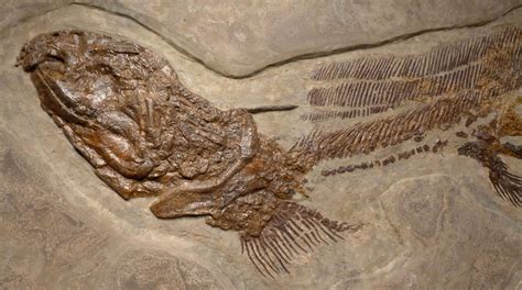 LEBACHACANTHUS ORTHACANTHUS LARGE SHARK PERMIAN INVESTMENT FOSSIL ARCHITECTURAL FOSSILS