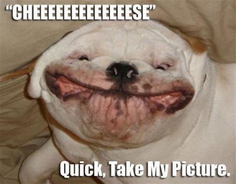 37 Funny Animal Memes That Will Have You Laughing Out Loud