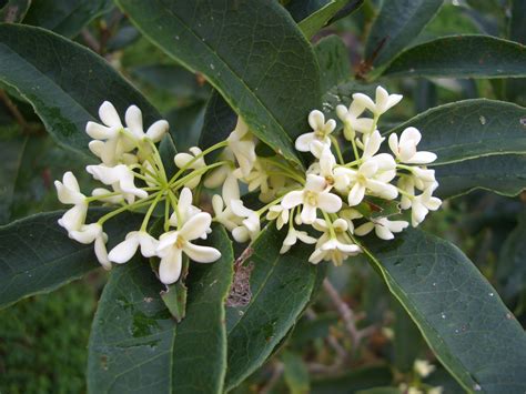 Gardening South Florida Style: Sweet Tea Olive - Osmanthus fragrans