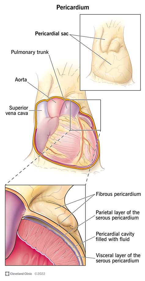 Pericardial Cavity