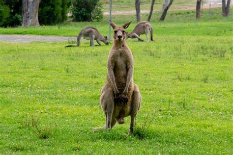 The Difference Between a Kangaroo, a Wallaby, and a Wallaroo - Lucky Kangaroos