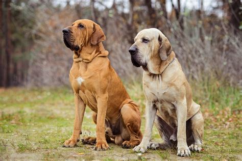 Fila Brasileiro (Brazilian Mastiff) Breed: Info, Pictures, Care & More ...