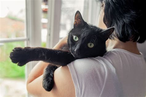 What Is a Bombay Cat? Get to Know This Stunning Breed | ASPCA Pet Health Insurance