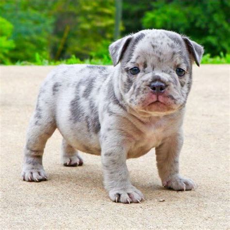 We ship our xl american bully pitbull puppies. Xl xxl merle pitbull puppies for sale worldwide ...