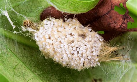 What Do Caterpillar Eggs Look Like? | Pests Banned