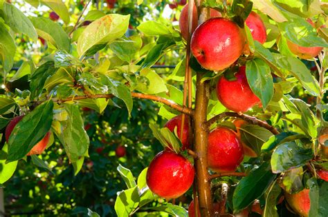 Larger SweeTango apple season reported - Fruit Growers News