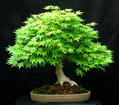 100% True U.S.A Red Maple Tree America bonsai 30pcs seedsplants Very ...