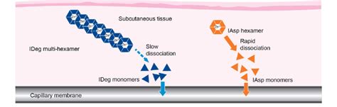 Schematic illustration showing the mechanism of action of IDegAsp... | Download Scientific Diagram