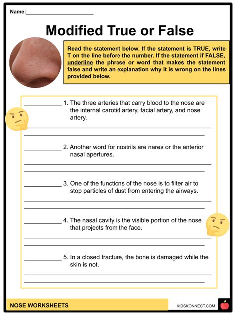 Parts Of The Nose And Their Functions For Kids