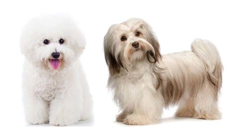 Havachon – The Adorable Havanese and Bichon Frise Mix