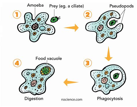 关于变形虫的结构、行为和繁殖的事实- Rs' Science开云体育全站app下载安装 - 开云体育全站登录平台