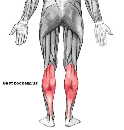 Étirement du Mollet, le Triceps Sural › Le Coin Forme