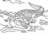 Free Printable Crocodile Coloring Pages For Kids sketch template