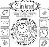 Disegno Da Colorare Cellula Animale E Vegetale Coloring sketch template