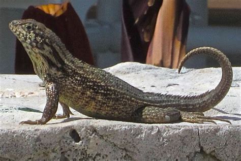 BAHAMAS CURLY TAILS ON ABACO: ENCHANTING LIZARDS in 2021 | Lizard ...