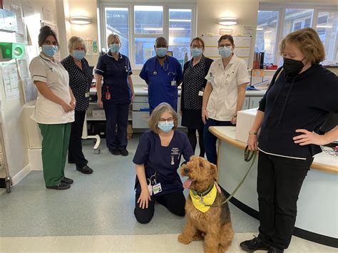 Pets As Therapy (PAT) dogs visiting Lincolnshire’s hospitals ...