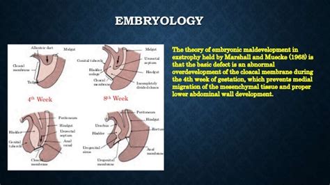 Hypospadias, epispadias and bladder exstrophy