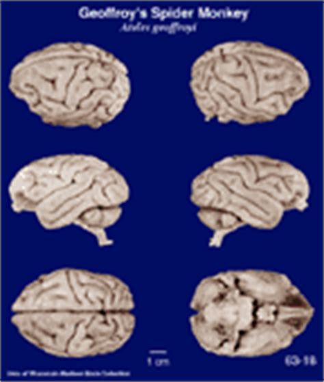 Comparative Mammalian Brain Collections: Spider monkey (Ateles paniscus)