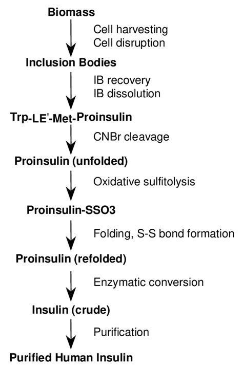 Human insulin from proinsulin fusion protein. | Download Scientific Diagram